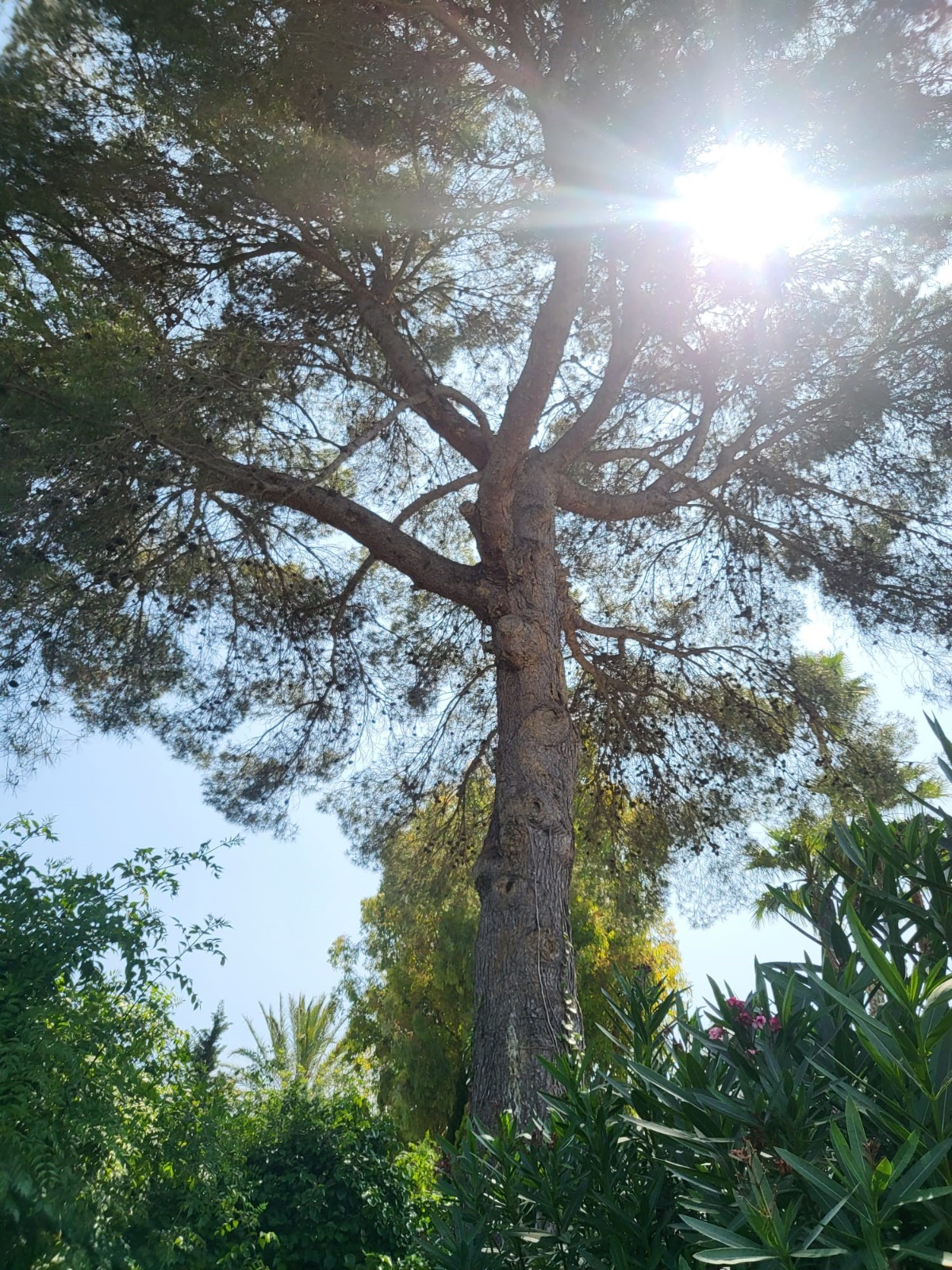 Villa in Javea